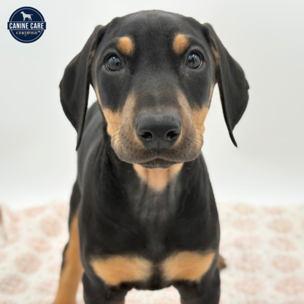[#253826-09]  - Black / Tan F Doberman Pinscher Puppies for Sale