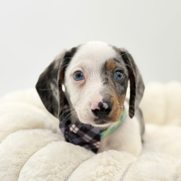 [#26120-02]  - Silver Dapple / Tan M Dachshund Puppies for Sale