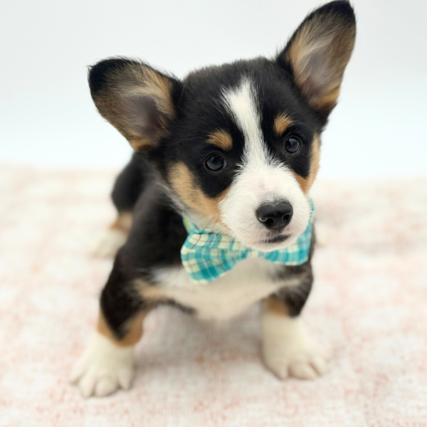 [#253776-01]  - Black M Pembroke Welsh Corgi Puppies for Sale