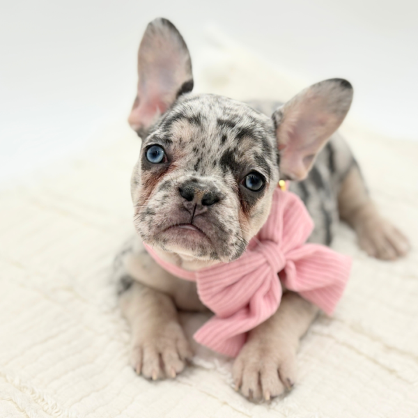 [#253422-04]  - Blue Merle F French Bulldog Puppies for Sale