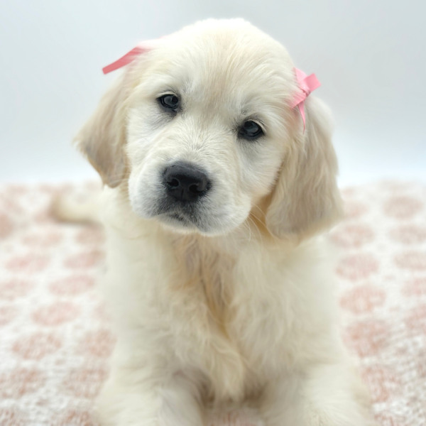 [#253379-10]  - Cream F Golden Retriever Puppies for Sale