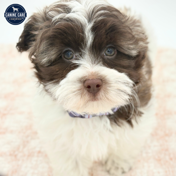 [#252720-02]  - Chocolate M Havanese Puppies for Sale