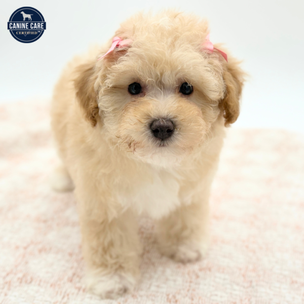[#253752-05]  - Cream F Poodle Puppies for Sale