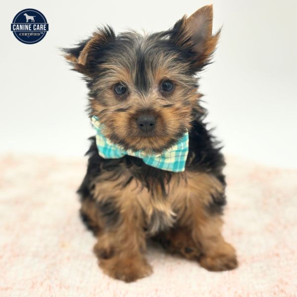 [#2641-02]  - Black / Tan M Yorkshire Terrier Puppies for Sale