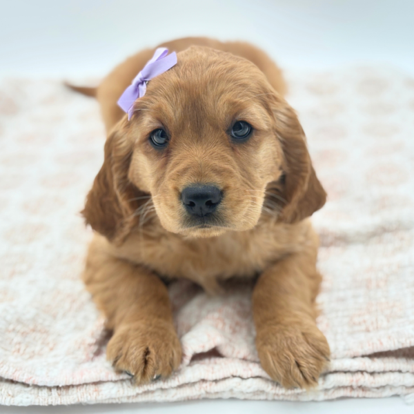 [#25426-04]  - Golden F Mini Golden Retriever Puppies for Sale