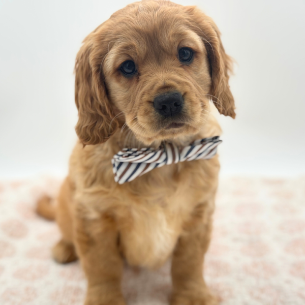 [#25426-02]  - Golden M Mini Golden Retriever Puppies for Sale