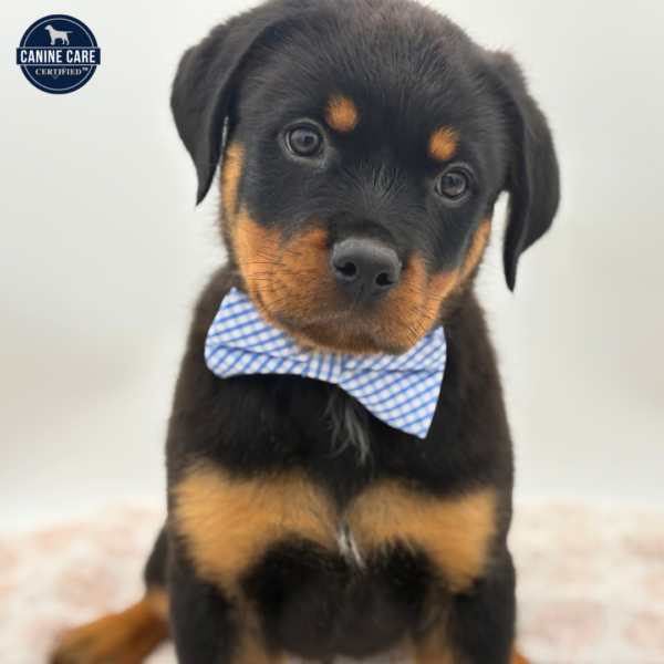 [#253624-05]  - Black / Tan M Rottweiler Puppies for Sale