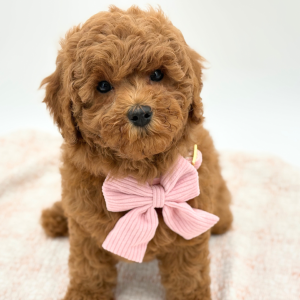 [#253709-03]  - Red F Cavapoo Puppies for Sale