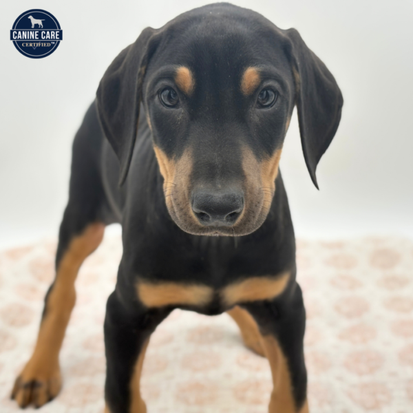 [#253826-09]  - Black / Tan F Doberman Pinscher Puppies for Sale