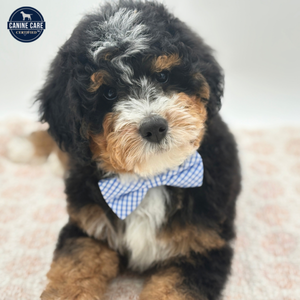 [#253621-02]  - Black M Bernedoodle Mini Puppies for Sale