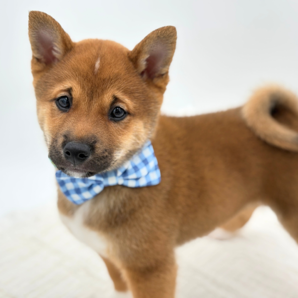 [#253449-02]  - Red Sesame M Shiba Inu Puppies for Sale