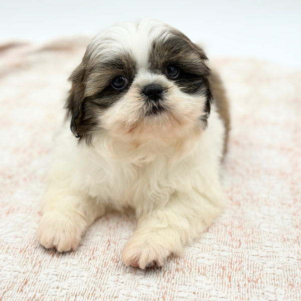 [#2594-04]  - Sable / White F Shih Tzu Puppies for Sale