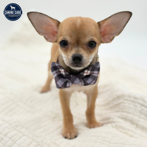 [#253421-01]  - Sable / White M Chihuahua Puppies for Sale