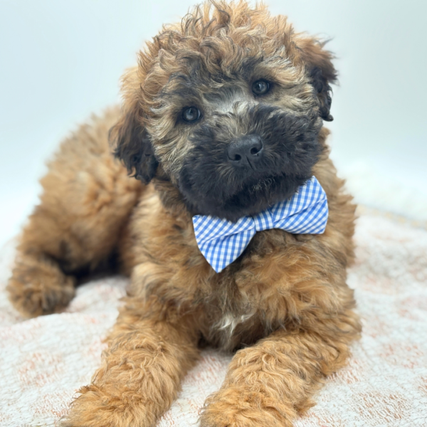[#253781-03]  - Wheaten M Soft Coated Wheaten Terrier Puppies for Sale