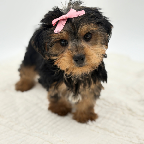 [#26117-03]  - Black / Tan F Yorkshire Terrier Puppies for Sale