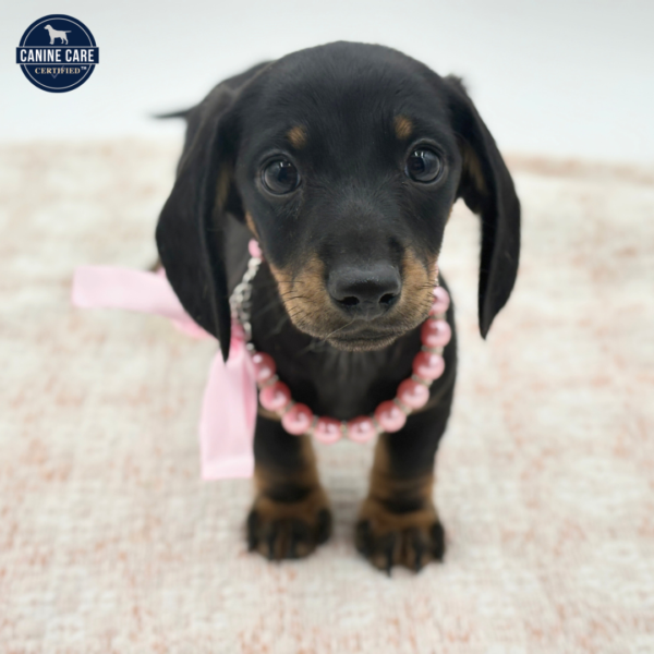 [#2635-02]  - Black / Tan F Dachshund Puppies for Sale