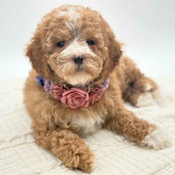 [#26256-03]  - Red F Goldendoodle Mini 2nd Gen Puppies for Sale