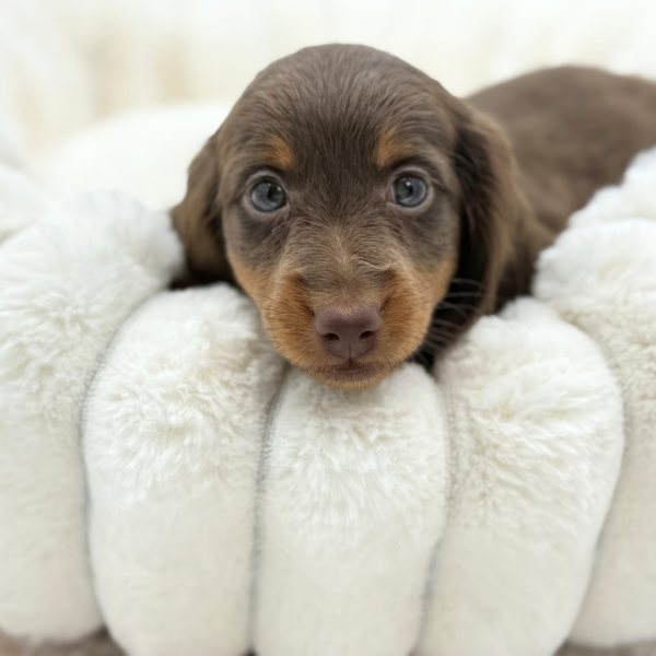 [#2633-02]  - Chocolate / Tan M Dachshund Puppies for Sale