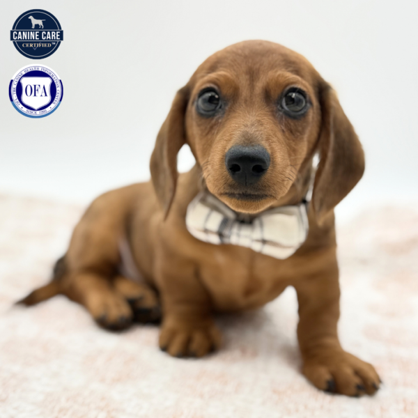 [#2634-01]  - Red Dapple M Dachshund Puppies for Sale