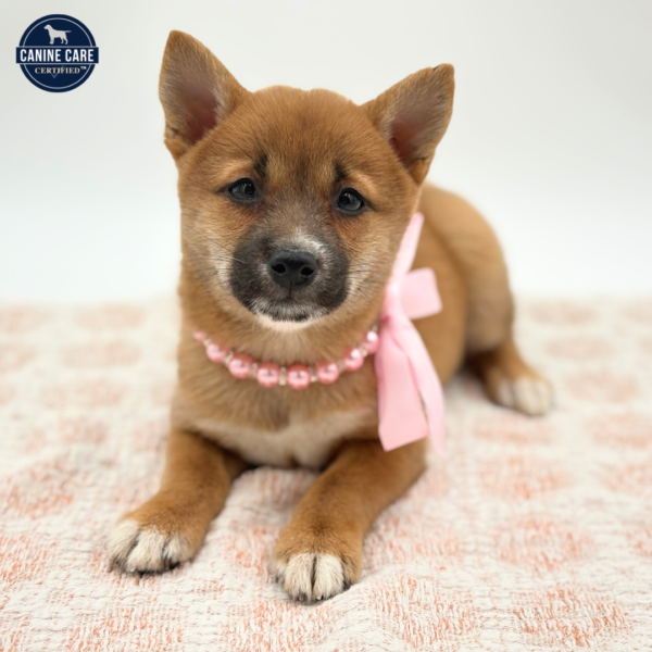 [#2639-01]  - Red F Shiba Inu Puppies for Sale