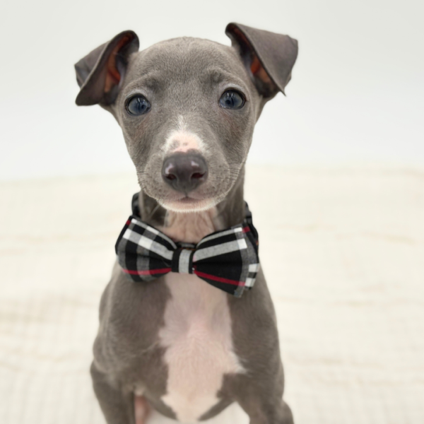 [#2648-05]  - Blue / White M Italian Greyhound Puppies for Sale