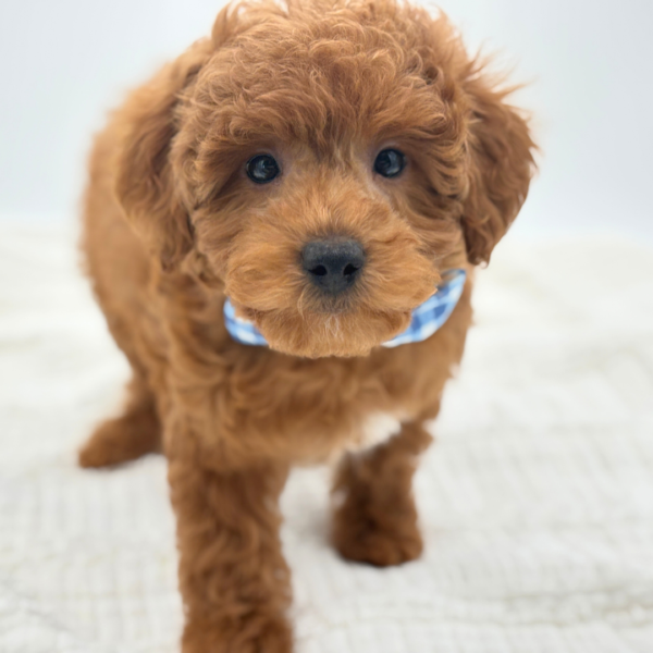 [#2651-02]  - Dark Red M Goldendoodle Mini F1b Puppies for Sale