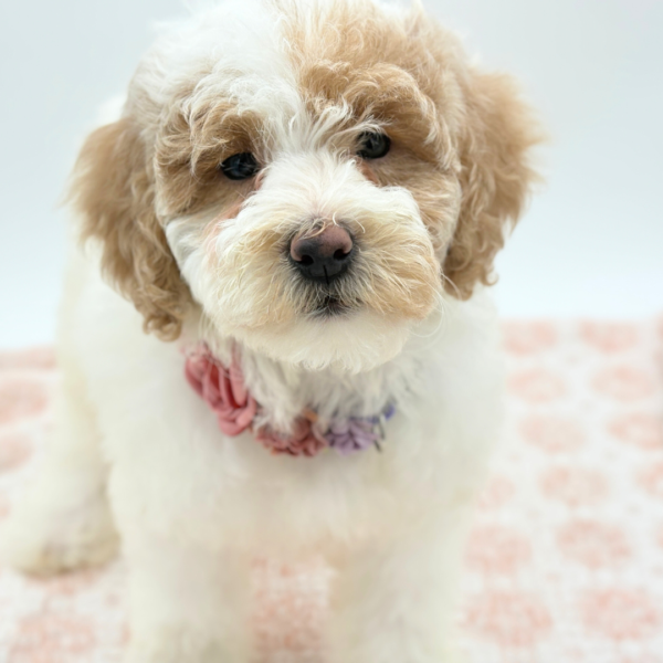 [#26164-04]  - White / Cream F Goldendoodle Mini 2nd Gen Puppies for Sale