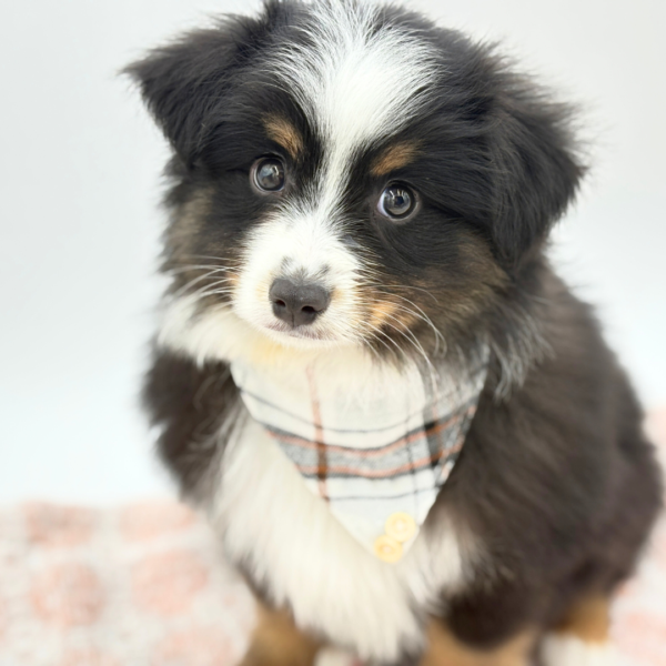 [#26170-02]  - Black M Miniature Australian Shepherd Puppies for Sale
