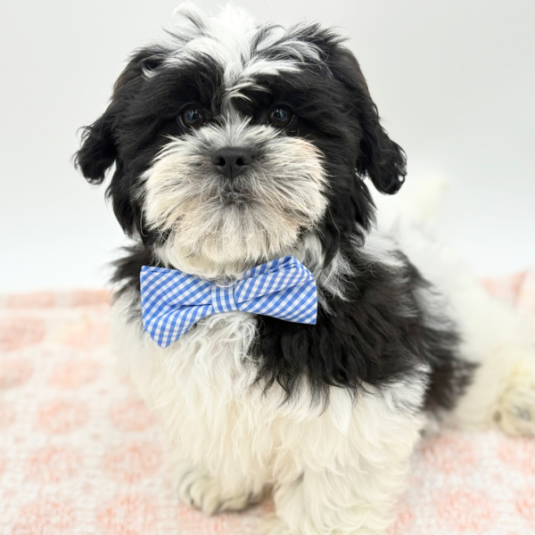 [#26135-01]  - Black / White M Teddy Bear Puppies for Sale