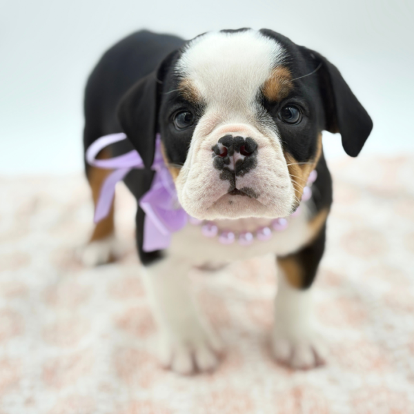 [#26457-05]  - Black / White F Beabull 3/4 Puppies for Sale