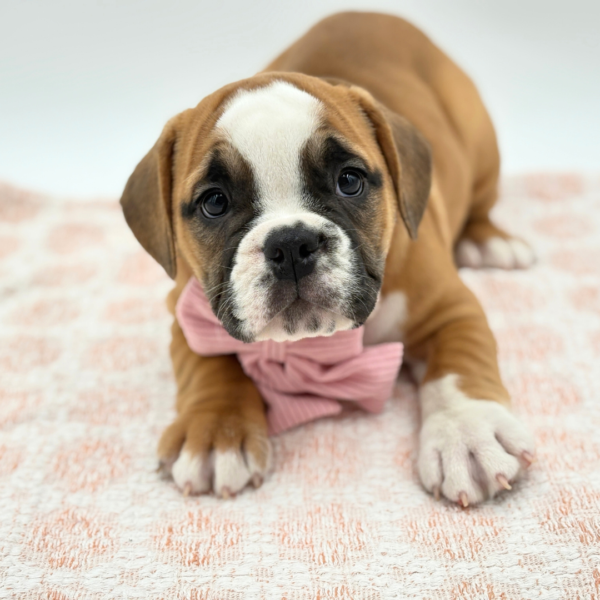 [#26223-07]  - Red / White F Beabull 2nd Gen Puppies for Sale