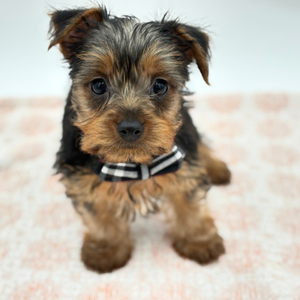 [#26183-02]  - Black / Tan M Yorkshire Terrier Puppies for Sale