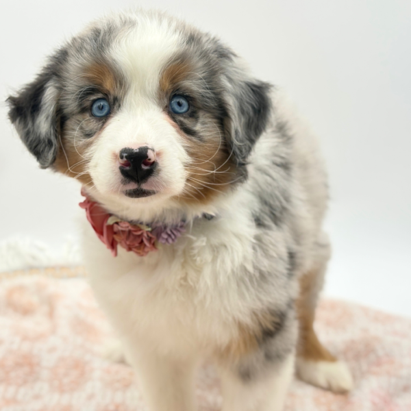 [#26217-03]  - Blue Merle F Miniature Australian Shepherd Puppies for Sale