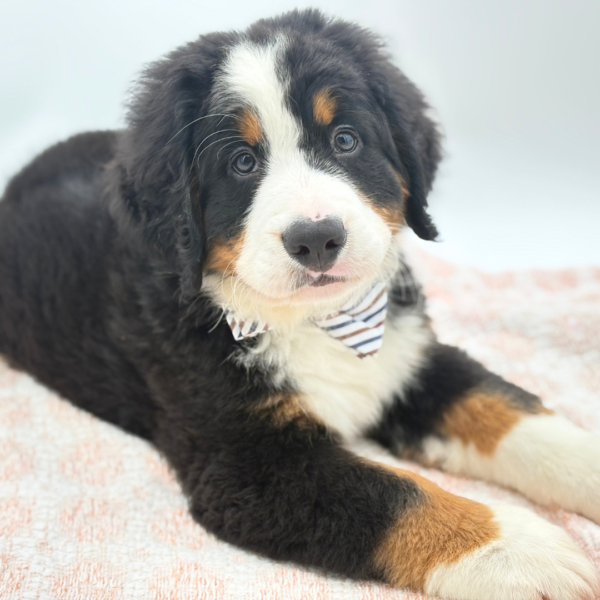 [#264-03]  - Black White / Tan M Bernese Mountain Dog Puppies for Sale