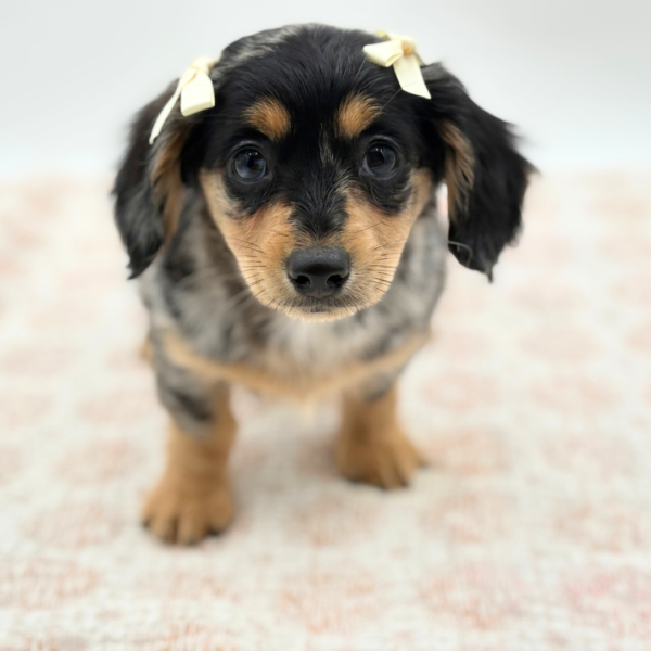 [#252726-02]  - Blue Merle F Chiweenie Puppies for Sale