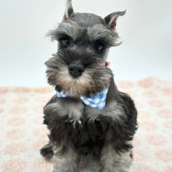 [#26185-03]  - Salt / Pepper M Miniature Schnauzer Puppies for Sale
