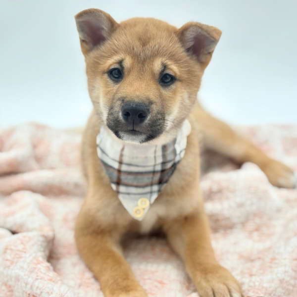 [#26177-03]  - Red Sesame M Shiba Inu Puppies for Sale