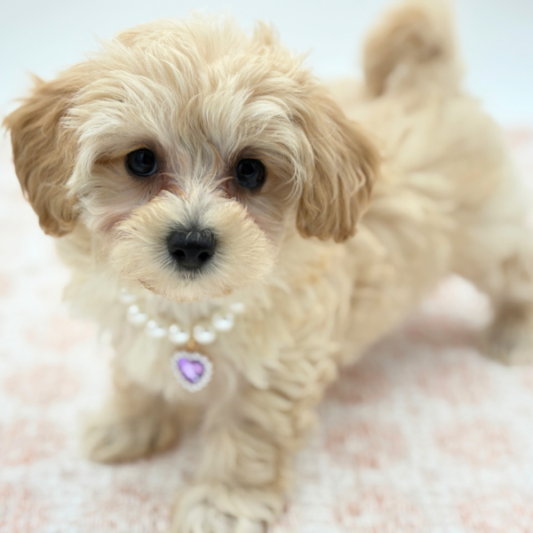 [#26284-03]  - Apricot F Maltipoo Puppies for Sale