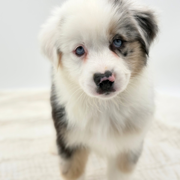 [#26365-02]  - Blue Merle M Miniature American Shepherd Puppies for Sale