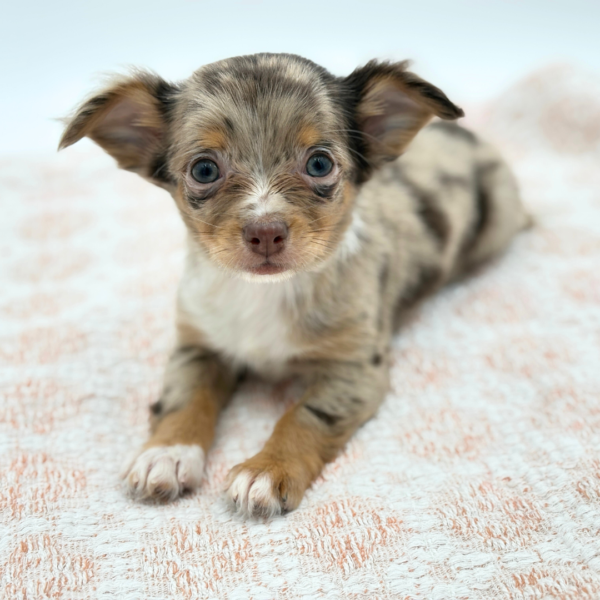[#26312-05]  - Chocolate Merle M Chihuahua Puppies for Sale