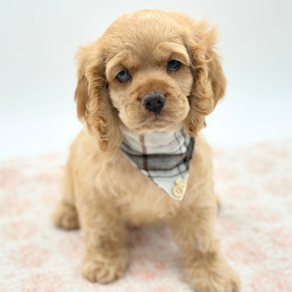 [#26365-03]  - Buff M Cocker Spaniel Puppies for Sale