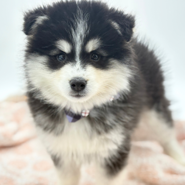 [#26188-04]  - Black M Pomsky Puppies for Sale