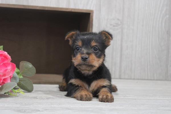 [#26280-03]  - Black / Tan M Silky Terrier Puppies for Sale