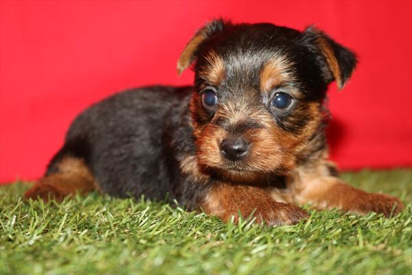 [#26183-02]  - Black / Tan M Yorkshire Terrier Puppies for Sale