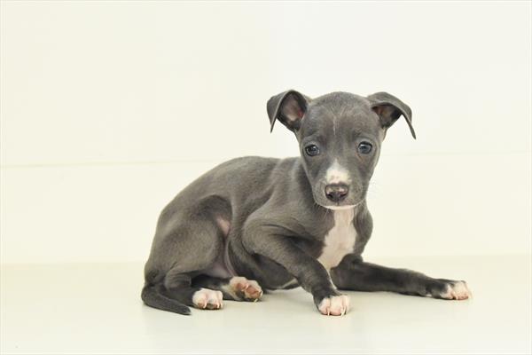 [#2648-05]  - Blue / White M Italian Greyhound Puppies for Sale