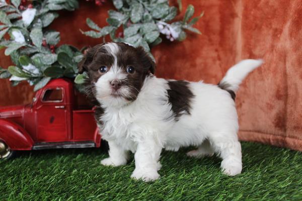 [#26198-02]  - Chocolate / White F Havanese Puppies for Sale