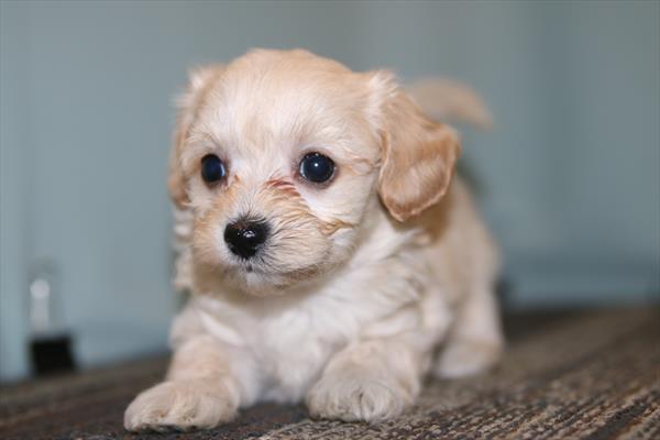 [#26284-03]  - Apricot F Maltipoo Puppies for Sale