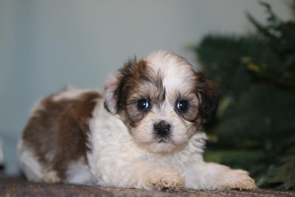 [#26286-04]  - Sable / White M Teddy Bear Puppies for Sale