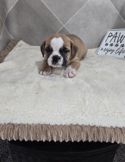 [#26223-07]  - Red / White F Beabull 2nd Gen Puppies for Sale