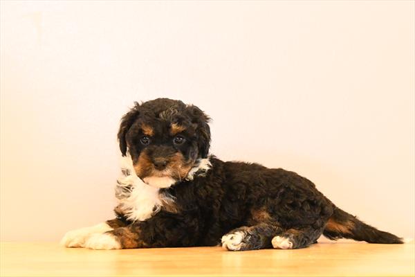 [#2619-11]  - Black White / Tan F Bernedoodle Mini 2nd Gen Puppies for Sale